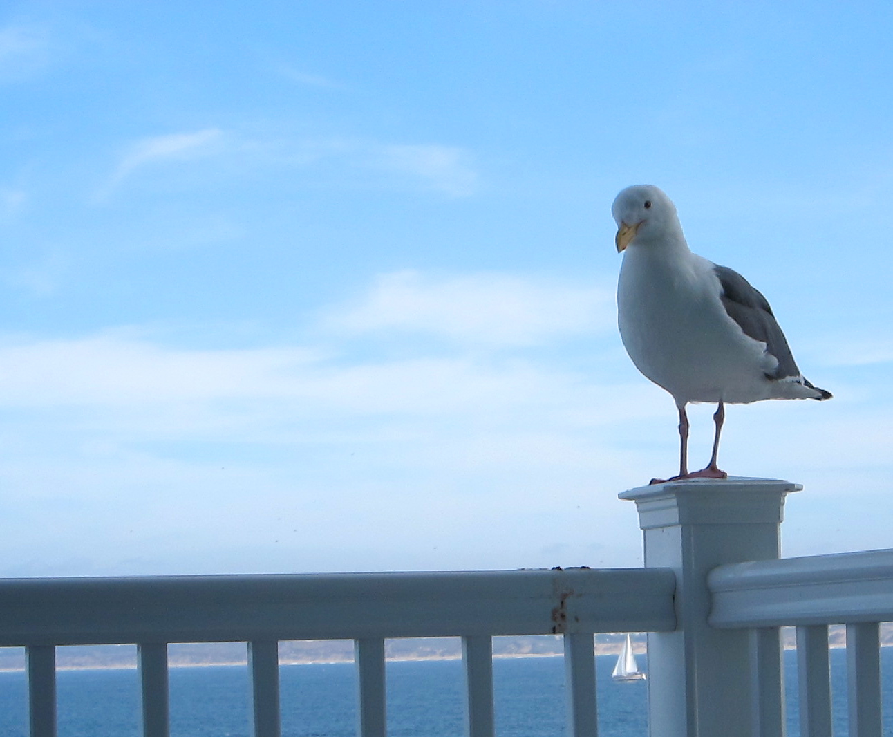 a seagull standing on a white railing