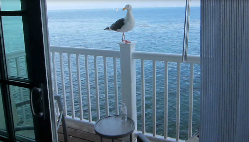 a seagull standing on a post on a deck overlooking the ocean