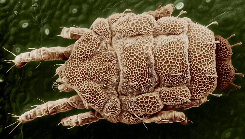 a close-up of a bug