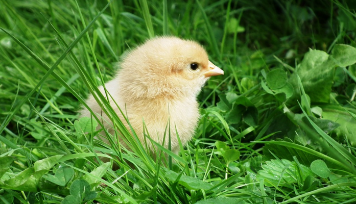 Starwood To Source 100% Cage-Free Eggs