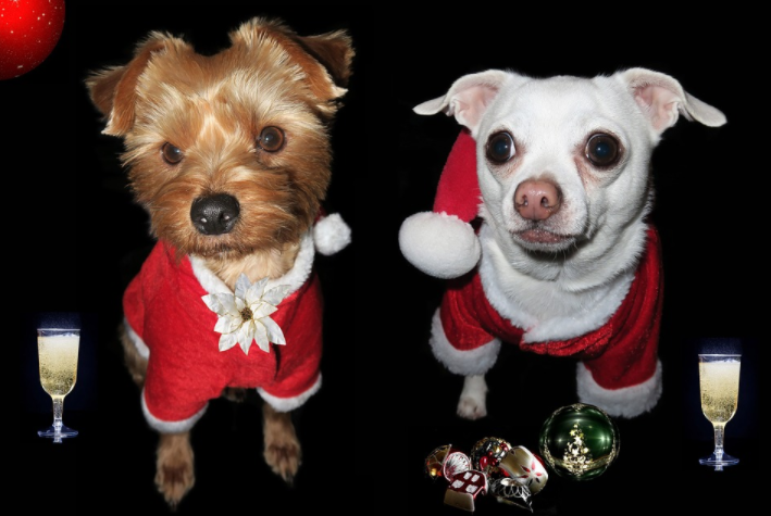 two dogs wearing santa outfits