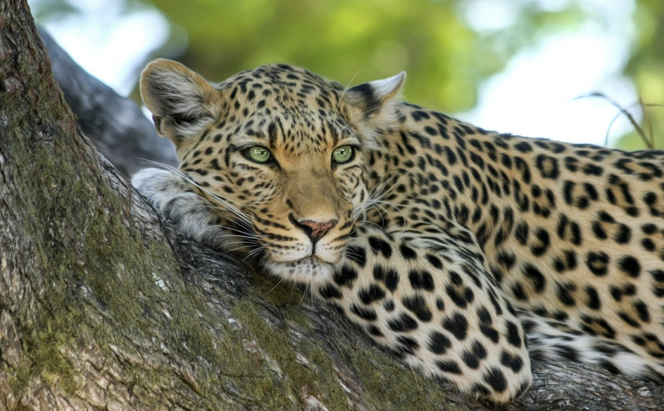 a leopard lying on a tree branch
